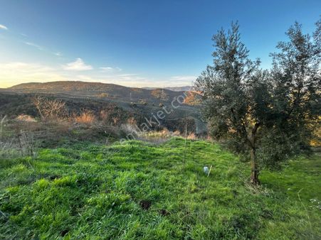 C21 Cius ; Güvenli Köyünde 2174 M2 Satılık Zeytinlik