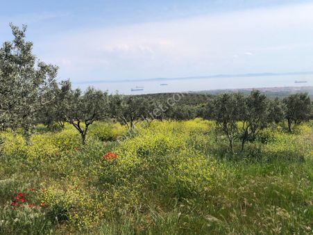 Şarköyde Işık Emlaktan İğdebağları Mah De 22700 M2 M2 Zeytinlik