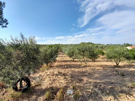 Bergama Kurtuluş Mah.toplam 16.582 M2 2/1 Hissesi 8.291 M2 Olan Zeytinlik Satılıktır