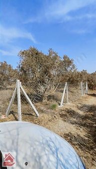 Kargakekecte 188m2**6 Tane Yetişmiş Zeytn Agacı Mevcut**satılık