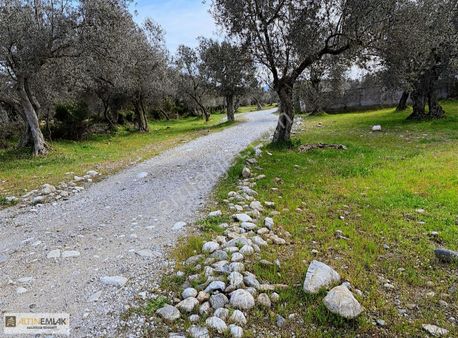 Altın Emlak'tan Satılık İmarlı Zeytinlik