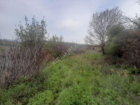 İzmir Bergama Dereköy Mh 730 M2 Satılık Tarla