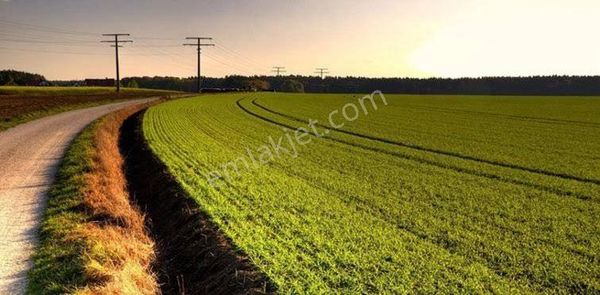 Tavas Altınova'da 13.093 M2 Kadastro Yolu Olan Satılık Arazi