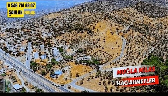 Şahlan Emlaktan Milasta Uygun Fiyata Satılık 3 Parça Zeytinlik