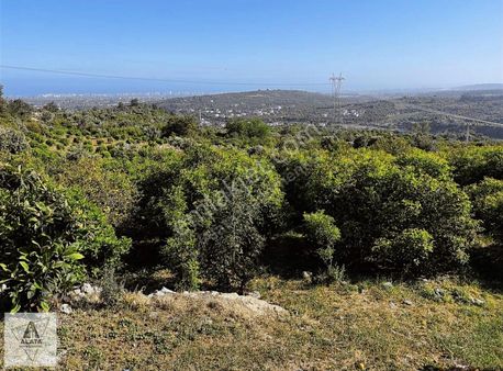 20.000m2 Deniz Manzaralı Limon Bahçesi