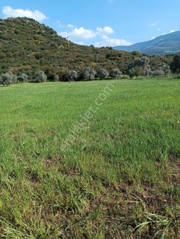 İbni Melek Mahallesi Kurucuova Mevkiinde İncirlik