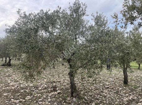 Avdan Mah. Satılık Zeytinlik