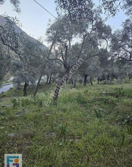 Milas Akçalı Da Satılık Zeytinlik