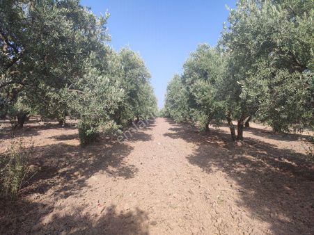 Utku Gayrimenkulden Akhisar Doguca Mahallesinde Satılık Zeytinlik