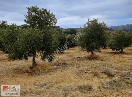Rw-fly'dan Gördes Kayacık'da Satılık Zeytin Ve Ceviz Tarlası
