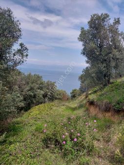 İznik Mustafalida Satilikzeytintarlasi Süperğol Manzaralı Ve Resmiyollu 1500mt