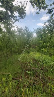 Kocaali Satılık Fındık Bahcesi