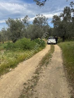 Burhaniye Pelitköy Sahile Yakın Zeytınlik Evlere 300 Metre Senize 800 Metre Zeytinlikhobi Bahçesi