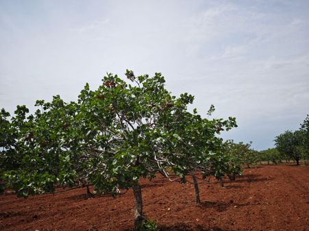 Külaflı Mahallesi'nde Satılık 35 Yaşlarında Verimli Fıstıklık
