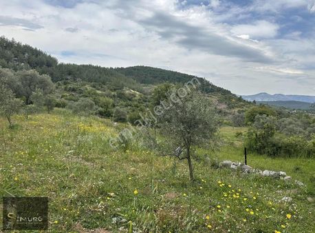 Mumcular Söğütçük Satılık Yatırımlık Tarla