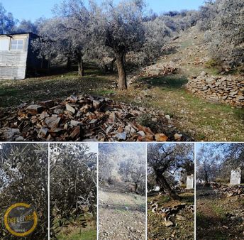 Bayındır Yenicede Yolu Açık Tek Tapu 2541m2 Zeytinlik Satılık