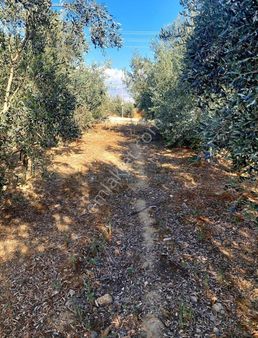 Defne Emlak'tan Şeyhsinan'da Satılık Arsa