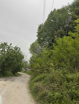 Sng Gayrimenkulden Arifiyede Yetişkin Fındık Fındık Bahçesi