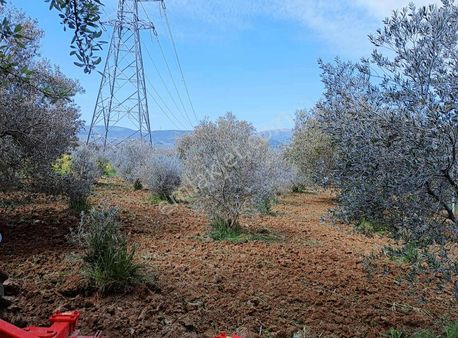 Kırkağaç Bakır Mahallesinde Müstakil Tapu Fırsat Zeytinlik