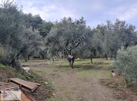 Denizli Ertuğrulda Yetişkin Zeytinliğimiz Satılıktır