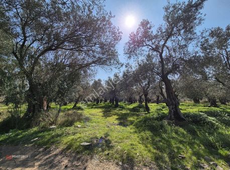 Havran Merkeze Yakın Hobi Bahçesi