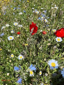 Güzelbahçe Payamlı Köyünde Satılık Müstakil Tarla