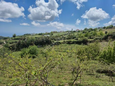Aslan'dan Sıraç'ta Müstakil Parsel Kivi Bahçesi