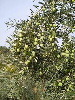 Denizli Buldan Yenicekent De 3 Dönüm Zeytin Bahçemiz Satiliktir