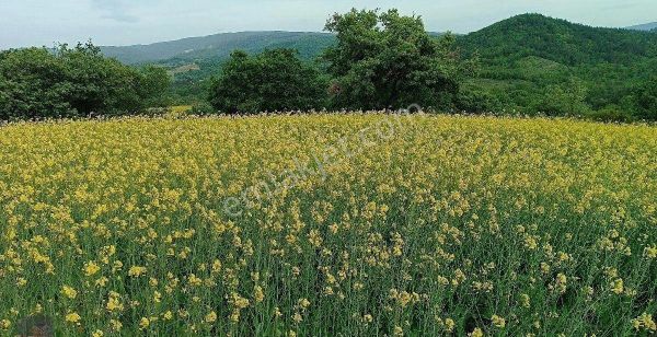 Yolu Olan Satılık Tarla