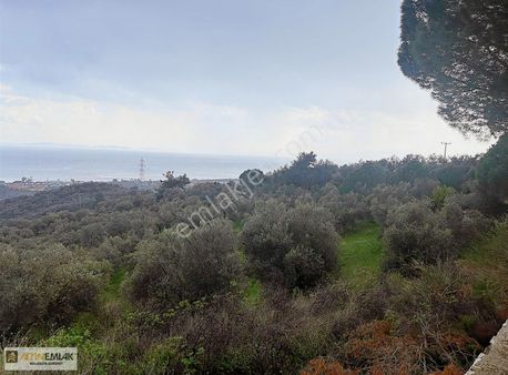 Altın Emlak'tan Satılık Zeytinlik