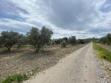 Manisa Akhisarda Efem Gayrimenkulden Hamidiye Mh 24 Dönüm Satılık Zeytinlik !!!!