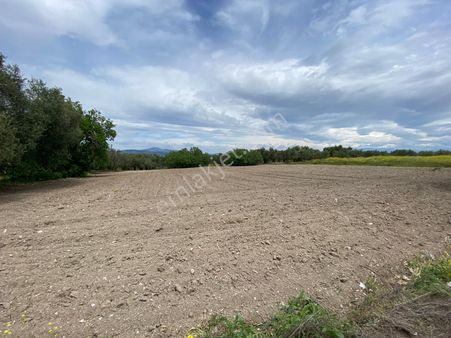Manisa Akhisarda Efem Gayrimenkulden Ballıca Mh Satılık 1632 M2 Tarla !!!