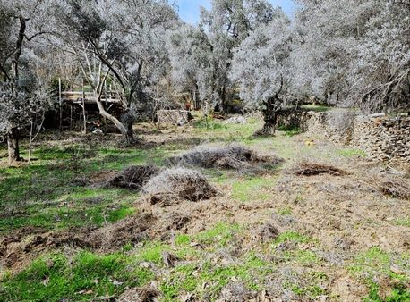 İzmir Bayındır Kızıloba Köyünde Satılık Zeytin Bahçesi