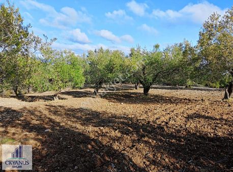 Gözlet De 3.700 M2 Zeytinlik , Köye 300 Mt