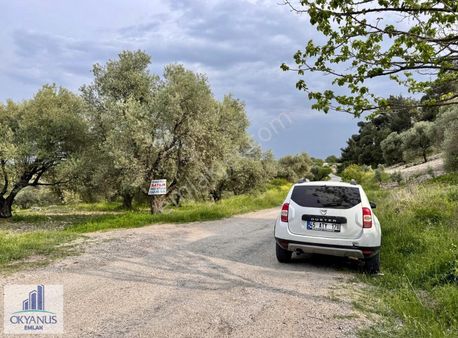 Kağan Da 780 M2 Asfalta Sıfır Zeytinlik , 6 Adet Zeytin