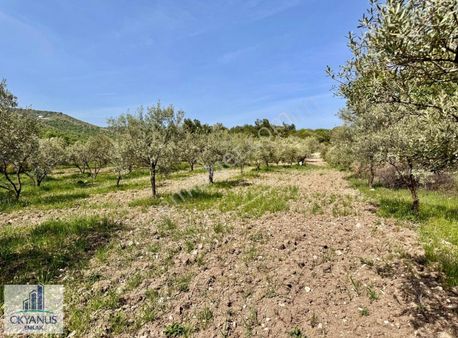 Çamköy De 10.000 M2 Zeytinlik , Müstakil Tapulu,üçpınara 1.3 Km