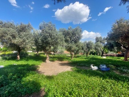 Muğla Milas Damlıboğaz Satılık Köyiçi 940m² Arsa Gökhan Alkaya'dan