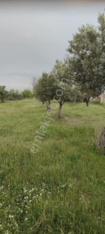 Denizli Sarayköy Merkezde 1.500 Hobi Bahçemiz Satılıktır