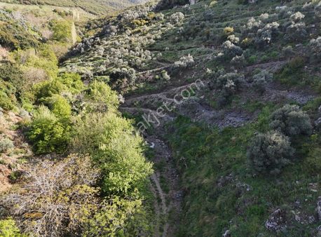 Yönter Emlaktan Akçaşehir Köyünde 14 Bin 500 M² Zeytinlik