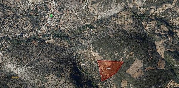 Yönter Emlaktan Akçaşehir Köyünde Zeytinlik