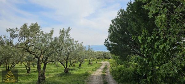 Acara'dan Satılık/orhangazi Yeniköy'de / 3.772m² Zeytinlik