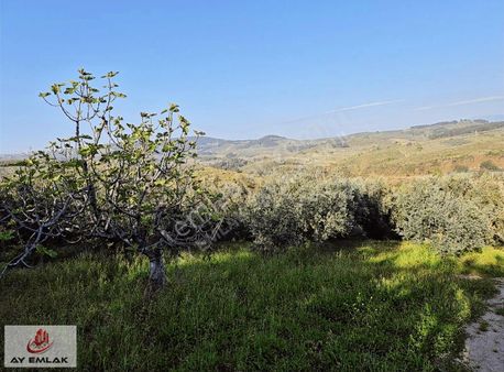 Ay Emlak'tan Bursa Osmangazi Çağlayan Köyü 2076 M2 Zeytinlik