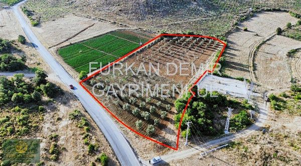 Furkan Demir'den Bursa İznik Bayındır 8377 M2 Satılık Zeytinlik