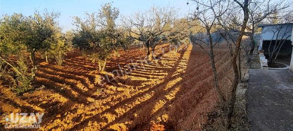 Uzaydan Zeytinlide Asfalt Üzeri Bağ Evi 600 Mk. Yolu Var