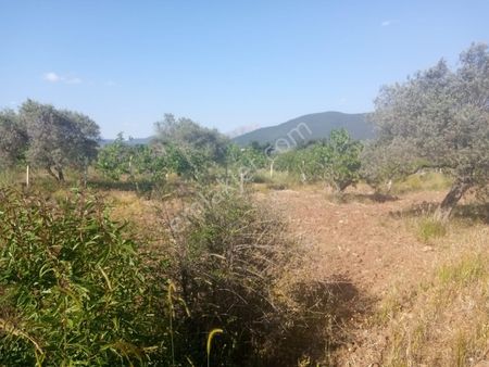 Torbalı Dağkızılca Köyünde Satılık 25 Dönüm Zeytinli Tarla