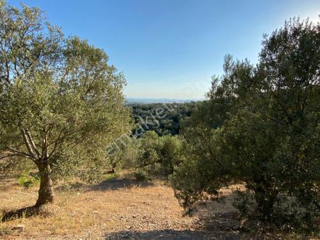 Rw Nefes Gayrimenkulden Karaağaç Bölgesinde Satılık Zeytinlik