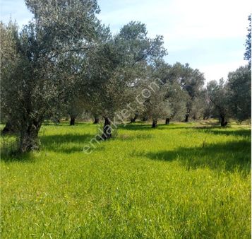 Rw Nefes Gayrimenkulden Pelitköyde Deniz Manzaralı Satılık Zeytinlik