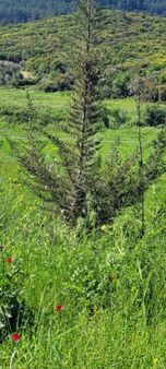 Yeniköyde 12.000 Metre