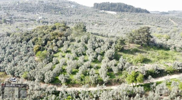 Çepni Köyü Fındıklı Resmi Yola 60 M Cephesi Var