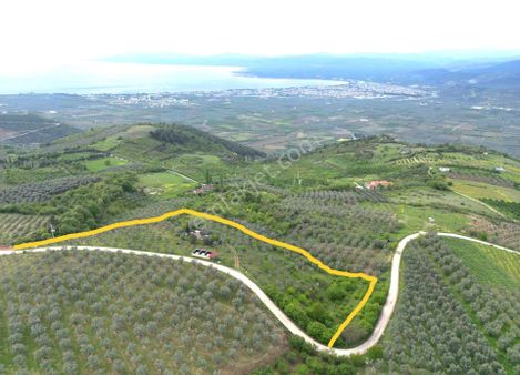 *iznik Şerefiye Mahallesinde 10.962 M² Satılık Verimli Arazi